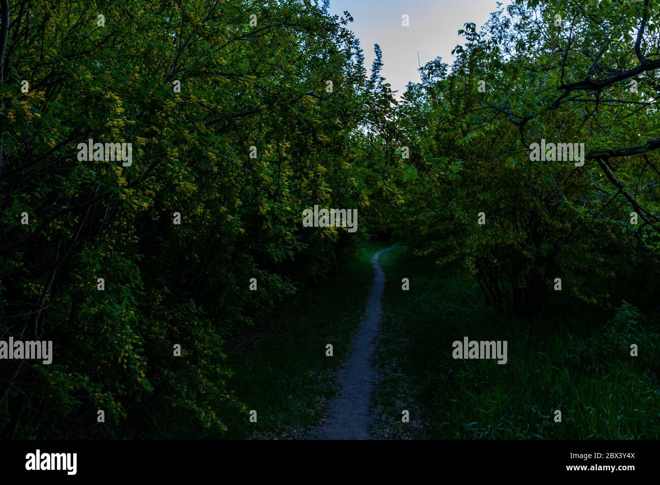 Living dense forest hi-res stock photography and images - Alamy