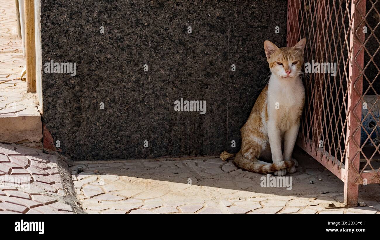 Feral, but friendly cats Stock Photo
