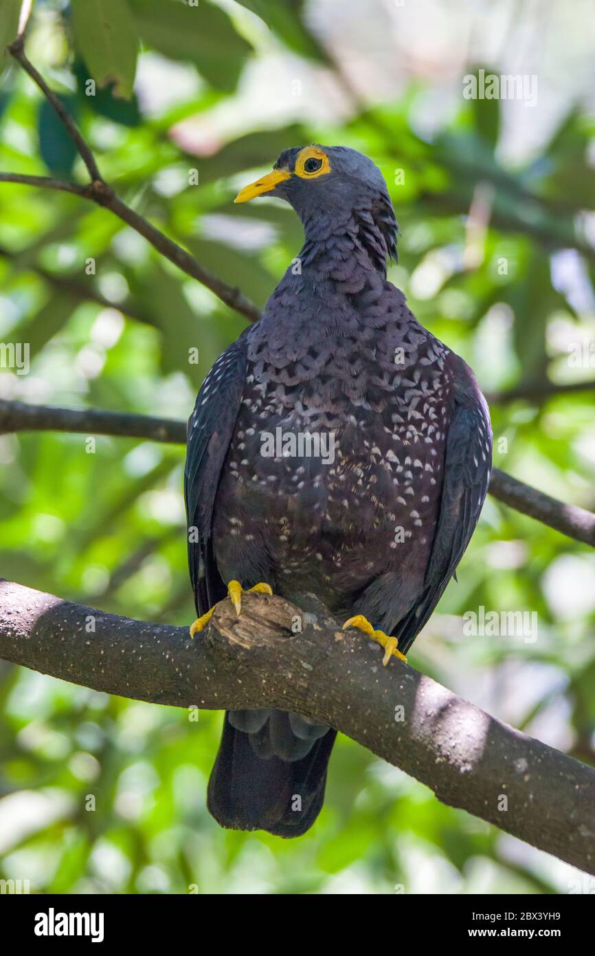 The closeup image of African Olive Pigeon (Columba arquatrix). It is a pigeon which is a resident breeding bird in much of eastern and southern Africa Stock Photo