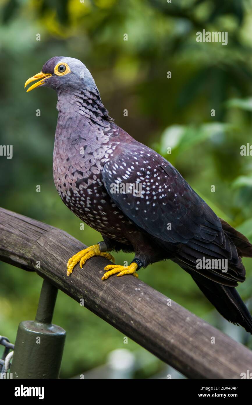 The closeup image of African Olive Pigeon (Columba arquatrix). It is a pigeon which is a resident breeding bird in much of eastern and southern Africa Stock Photo