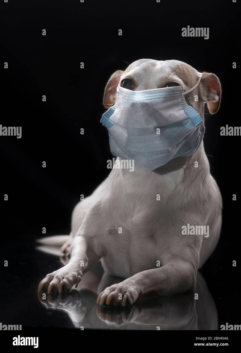 A white small breed dog wearing face cover or face mask. COVID 19 pandemic concept, in a black background Stock Photo