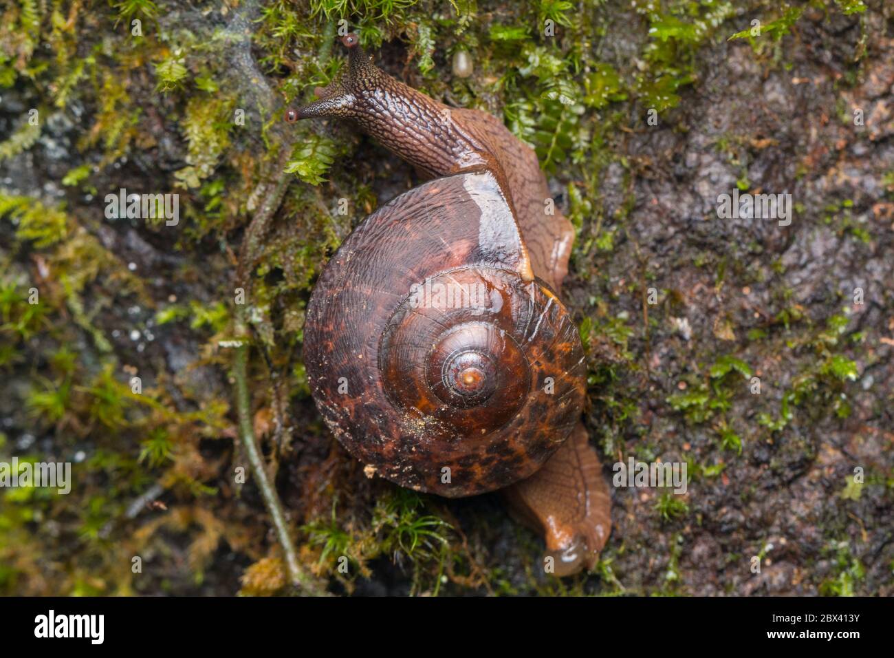 Macro image of Snail of Borneo - Nature wildlife concept Stock Photo