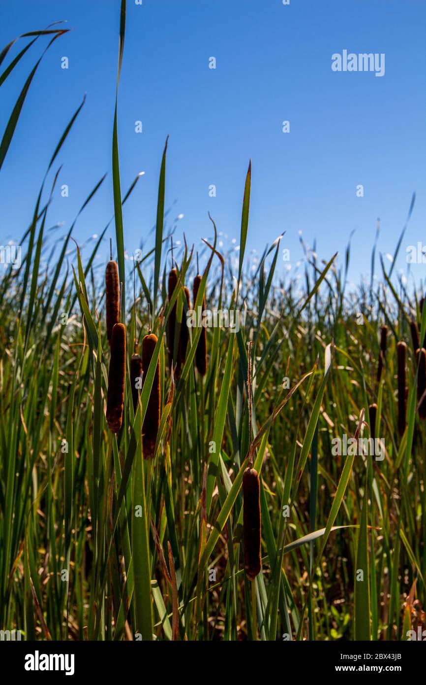 Cat tails in wetlands Stock Photo