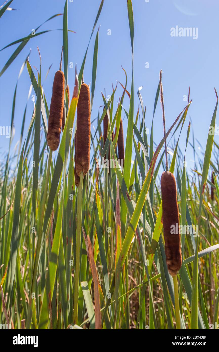 Cat tails in wetlands Stock Photo