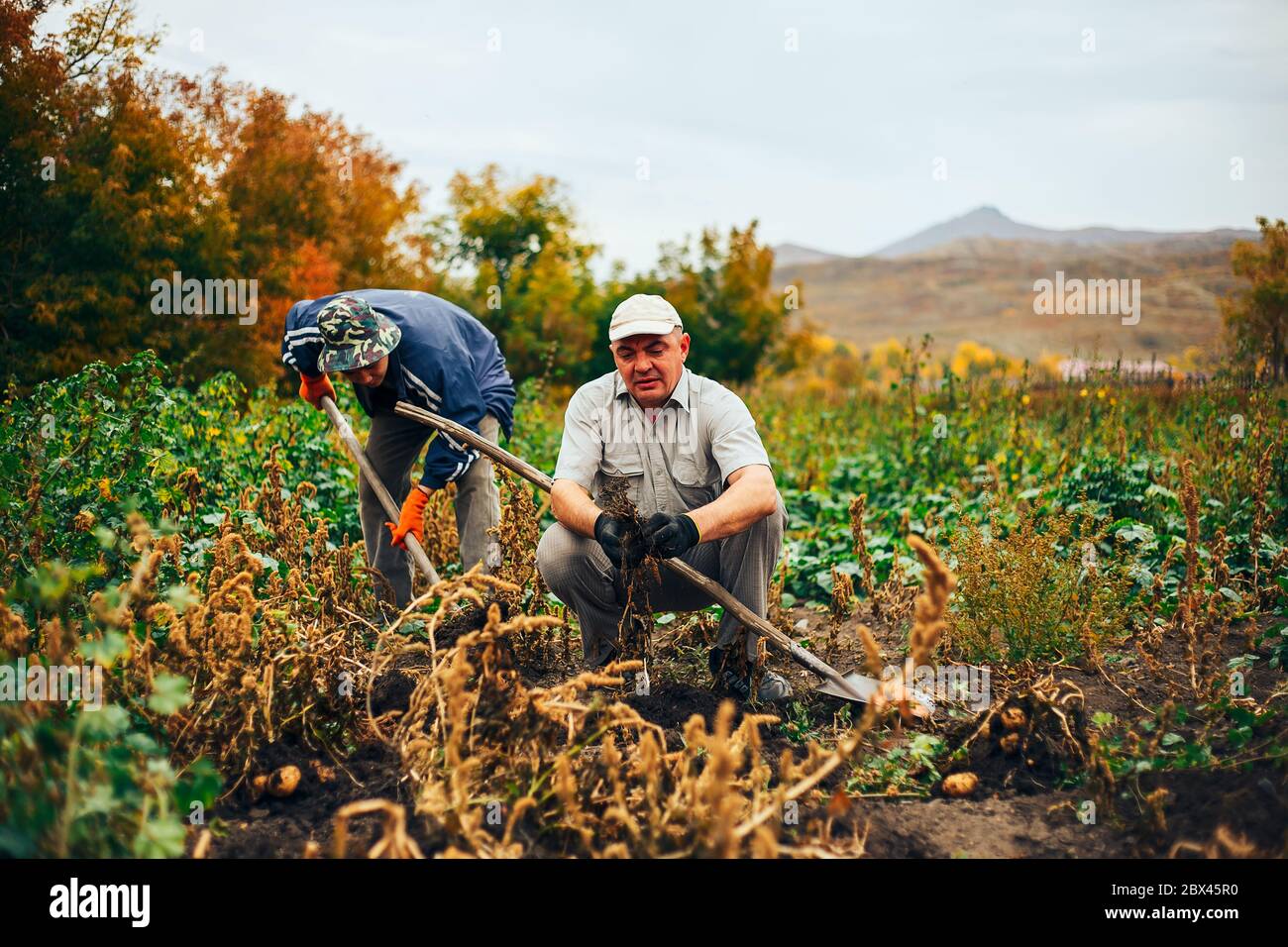 two mem digging potatoes in the garden. Stock Photo