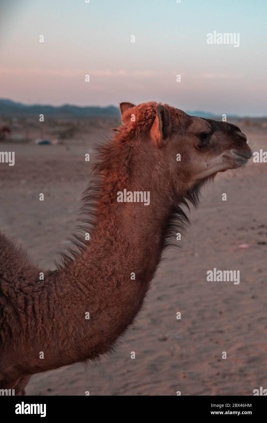 Small camel (Hashi) in the barn in the Kingdom of Saudi Arabia Stock Photo