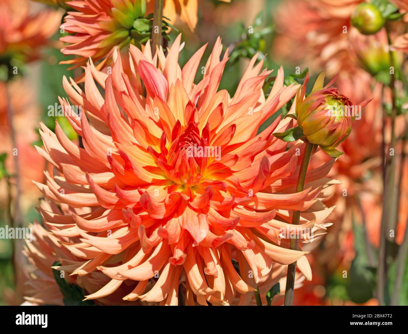 Blooming dahlias in the garden Stock Photo - Alamy