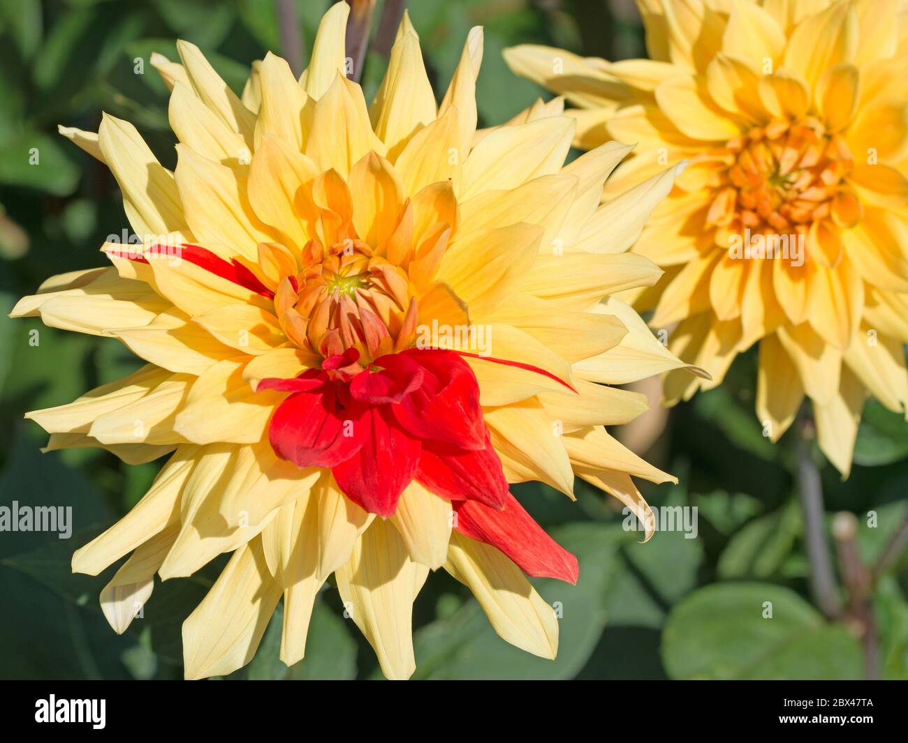 Yellow dahlias in bloom hi-res stock photography and images - Alamy