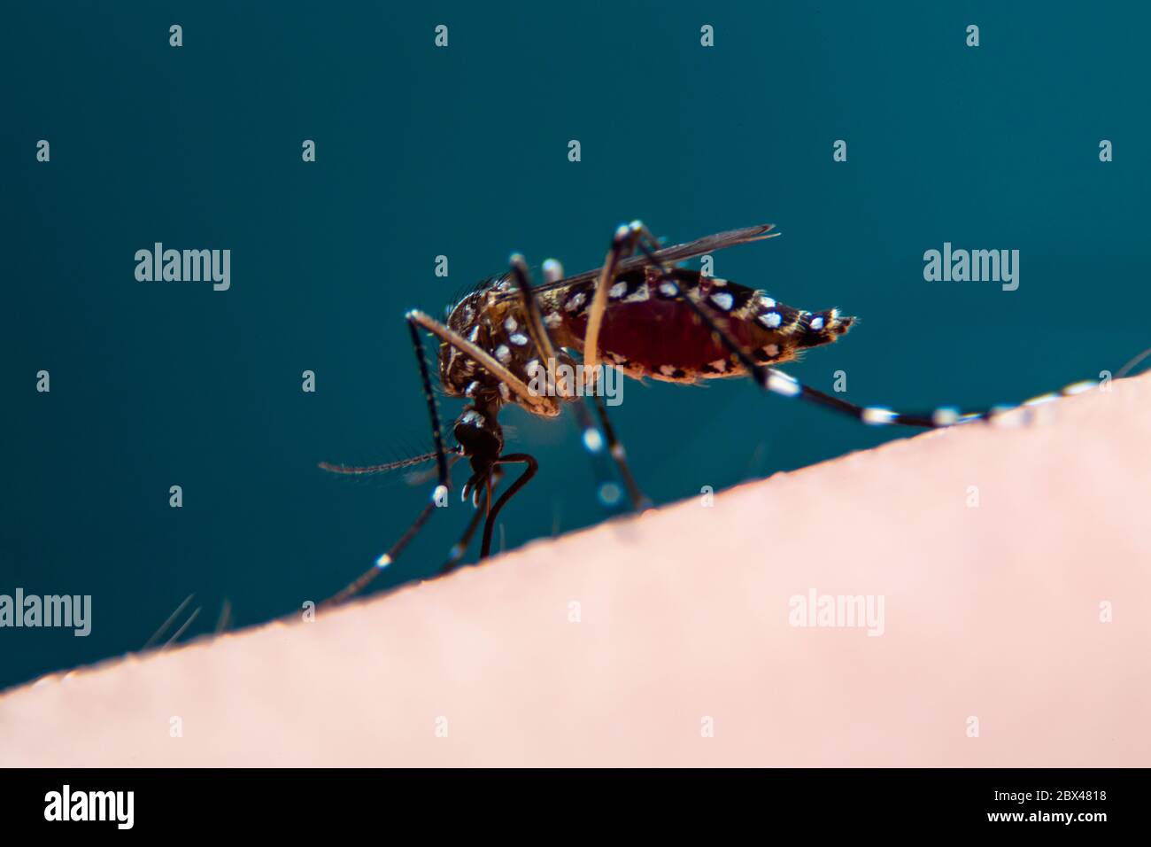 Striped mosquitoes are eating blood on human skin, Dangerous Malaria