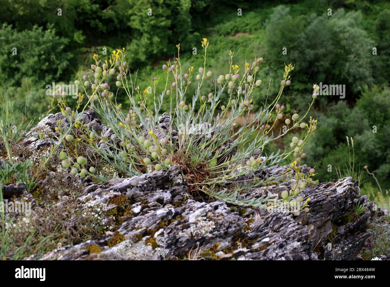 Alyssoides utriculata - Wild plant shot in the spring. Stock Photo
