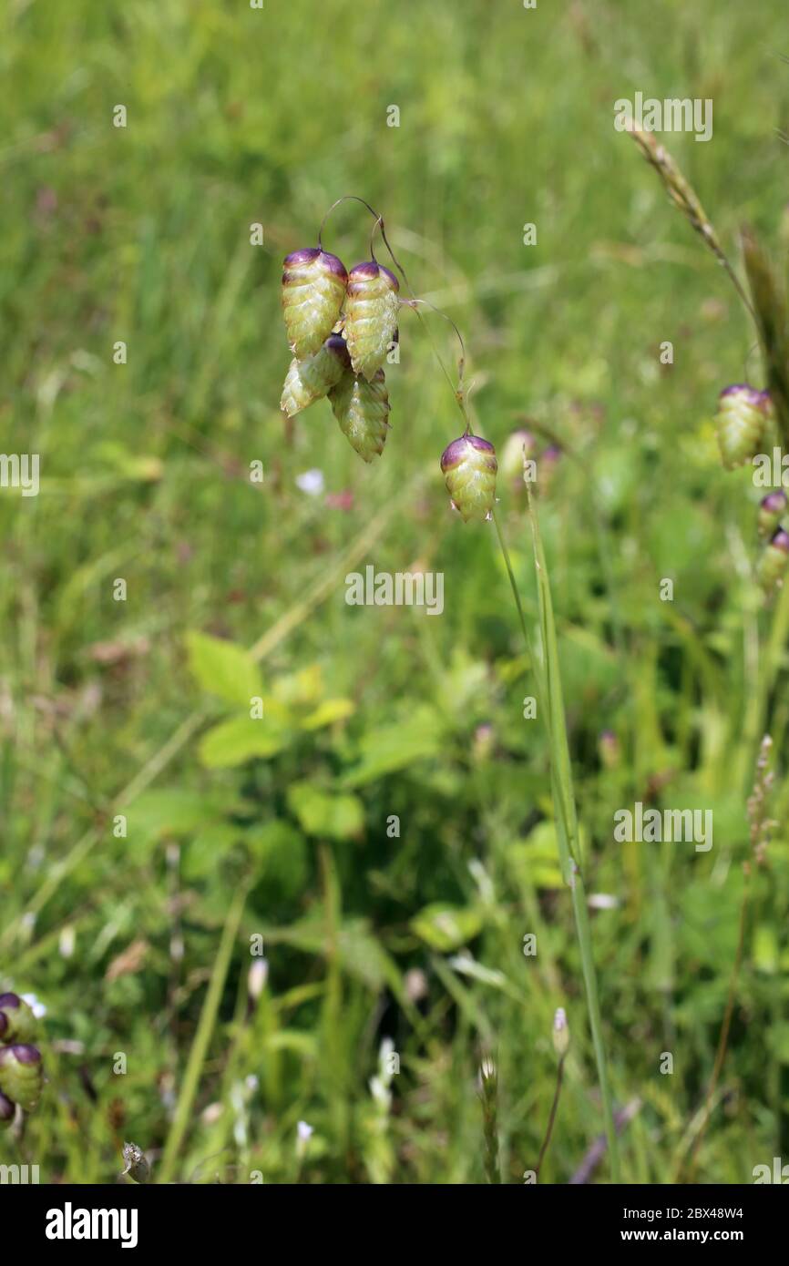 Briza media, Quaking Grass. Wild plant shot in the spring. Stock Photo
