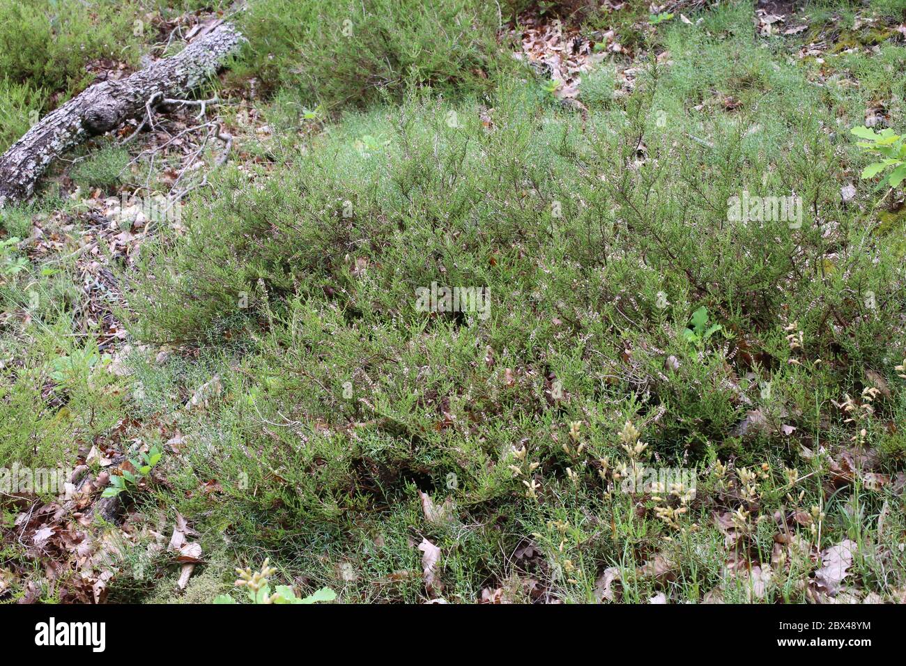 Calluna vulgaris, Common Heather. Wild plant shot in the spring. Stock Photo