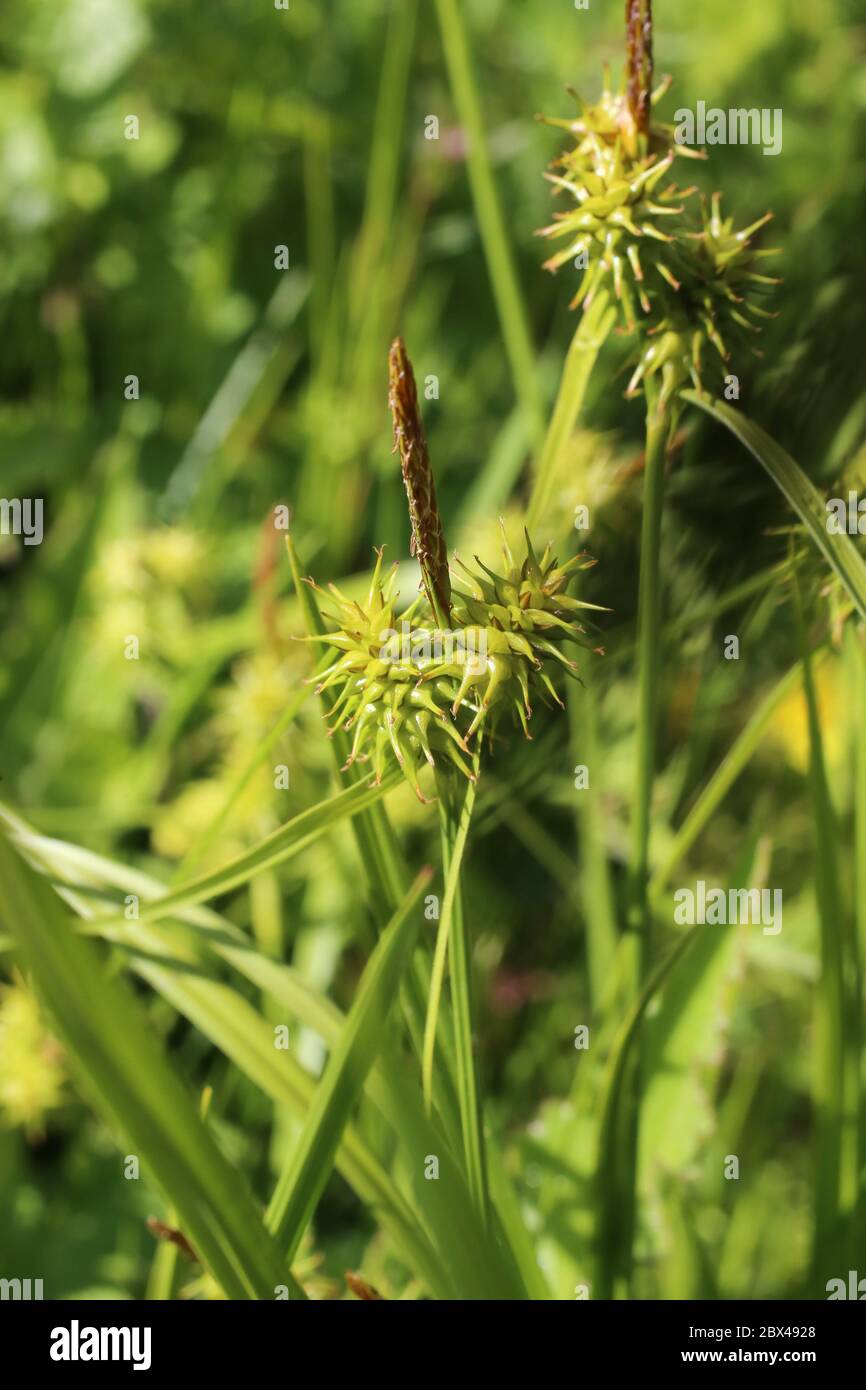 Carex flava - Wild plant shot in the spring. Stock Photo