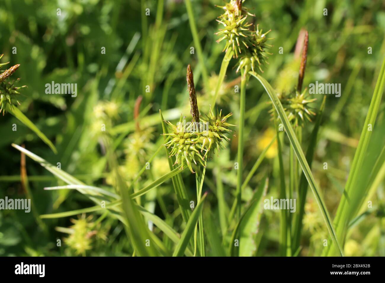 Carex flava - Wild plant shot in the spring. Stock Photo