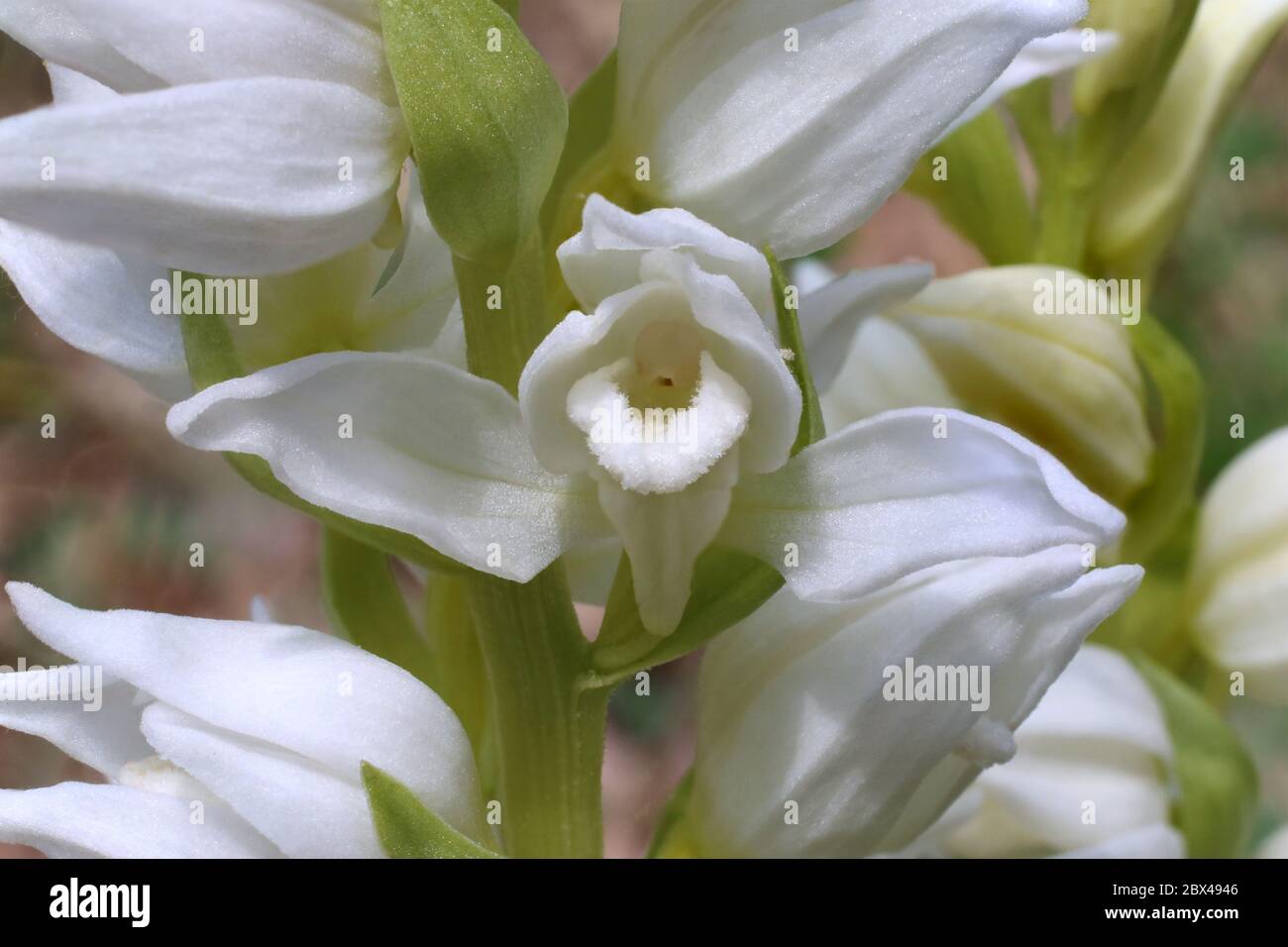 Cephalanthera epipactoides - Wild plant shot in the spring. Stock Photo