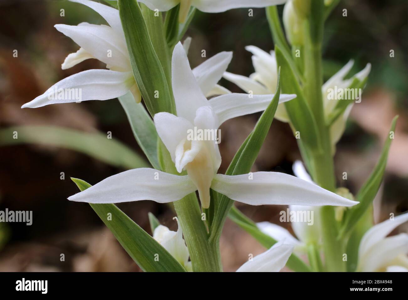 Cephalanthera epipactoides - Wild plant shot in the spring. Stock Photo