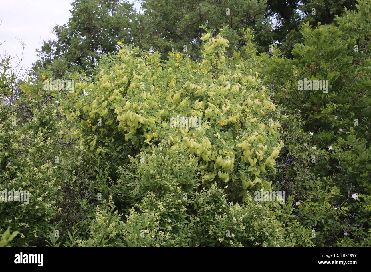 Colutea arborescens, Bladder Senna. Wild plant shot in the spring. Stock Photo