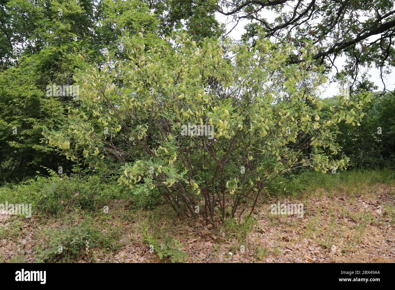 Colutea arborescens, Bladder Senna. Wild plant shot in the spring. Stock Photo