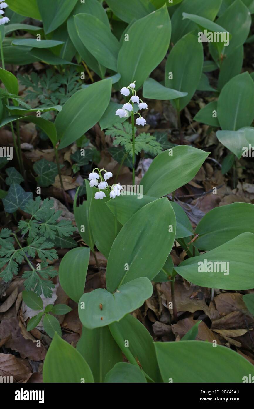 thumbnail image 2 of Wild Lily Of The Valley (Convallaria Majalis Var. Montana) Blooms 2 of 12