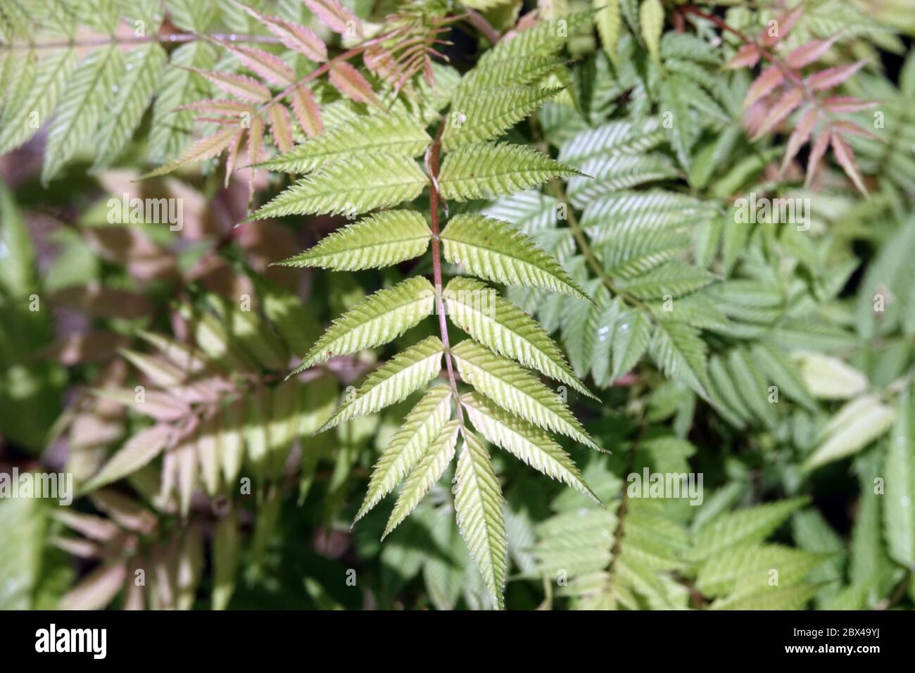 False Spiraea Sorbaria sorbifolia 'Sem' Stock Photo