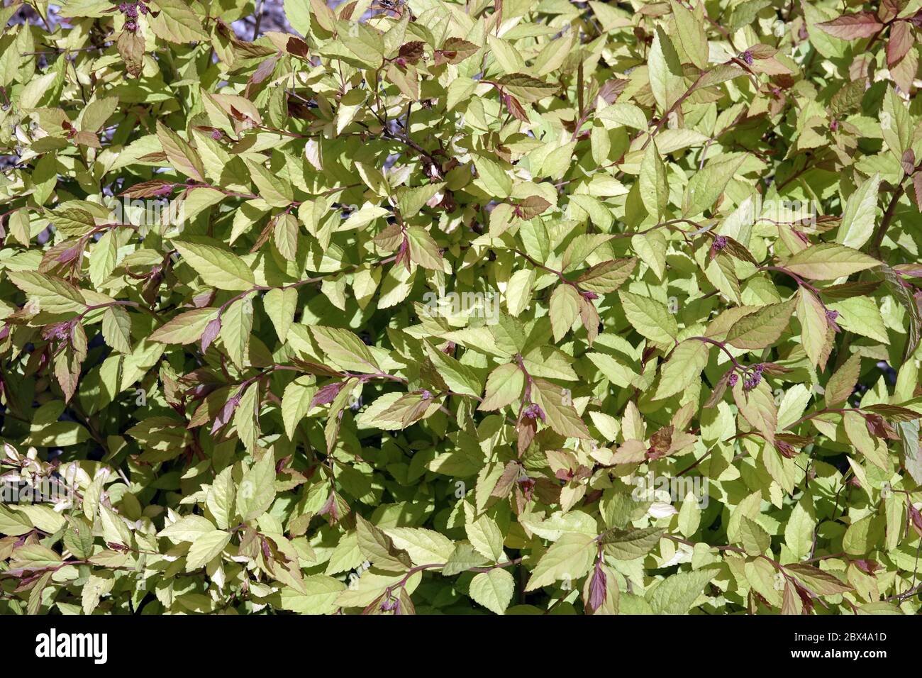 Japanese spirea firelight hi-res stock photography and images - Alamy