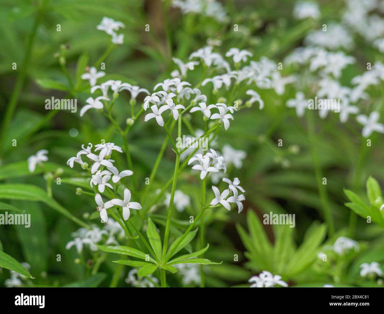 Sweet woodruff (Galium odoratum), Bavaria, Germany, Europe Stock Photo