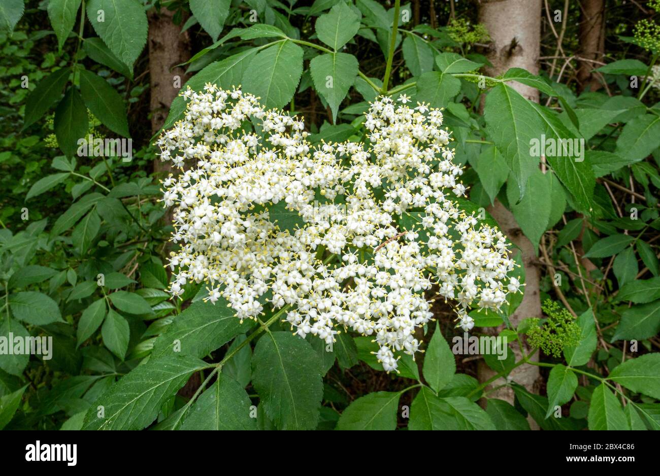 European Elder or European Black Elderberry, (Sambucus nigra), flowering, Bavaria, Germany Stock Photo