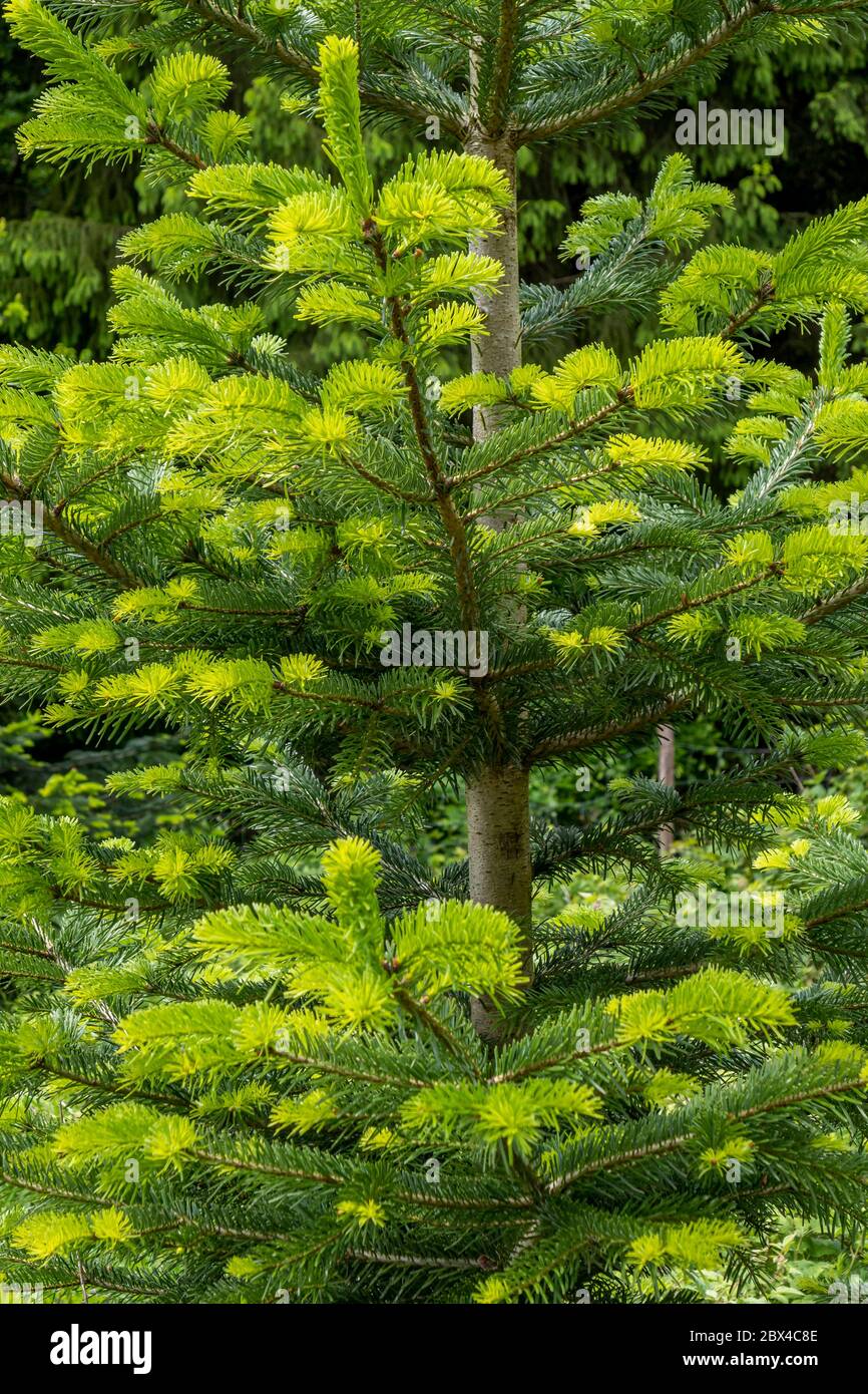 Young shoots of a Norway Spruce (Picea abies), Bavaria, Germany, Europe Stock Photo