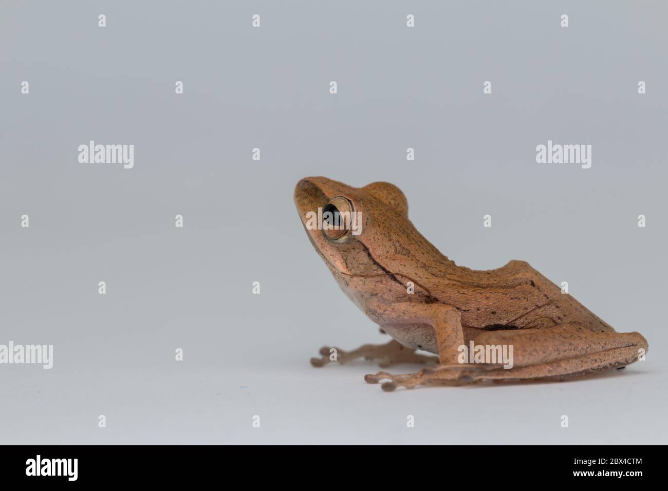Beautiful Frog Isolated on White background at Borneo Stock Photo - Alamy