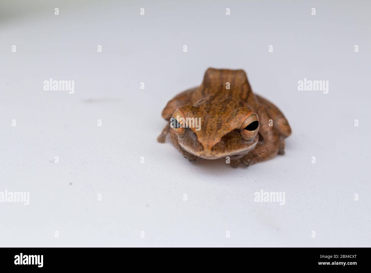 Beautiful Frog Isolated on White background at Borneo Stock Photo - Alamy