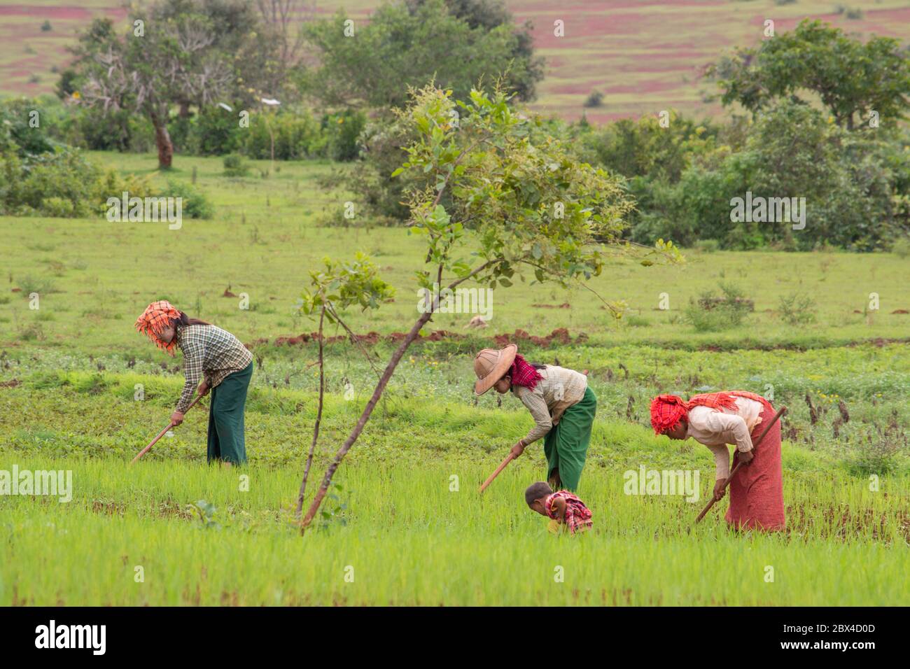 Myanmar, people working on fields between kalaw and inle lake Stock Photo