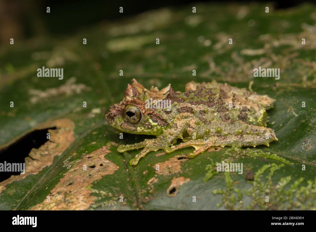 Macro Image of Mossy Tree Frog: Rhacophorus everetti. Sabah, Borneo. Taken at night , Adorable cute mossy tree frog of Borneo Stock Photo