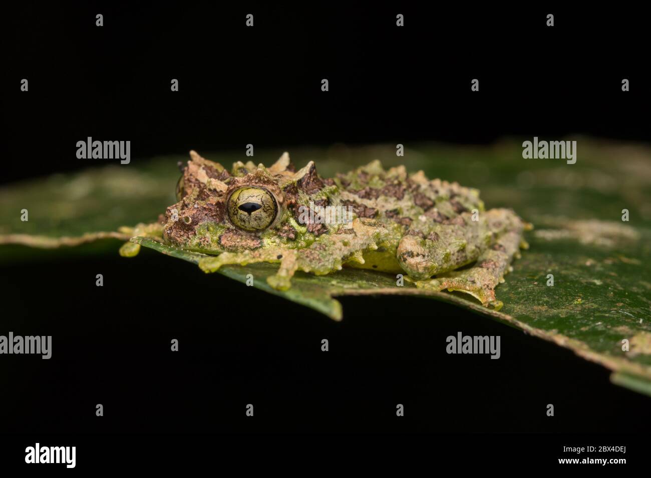 Macro Image of Mossy Tree Frog: Rhacophorus everetti. Sabah, Borneo. Taken at night , Adorable cute mossy tree frog of Borneo Stock Photo