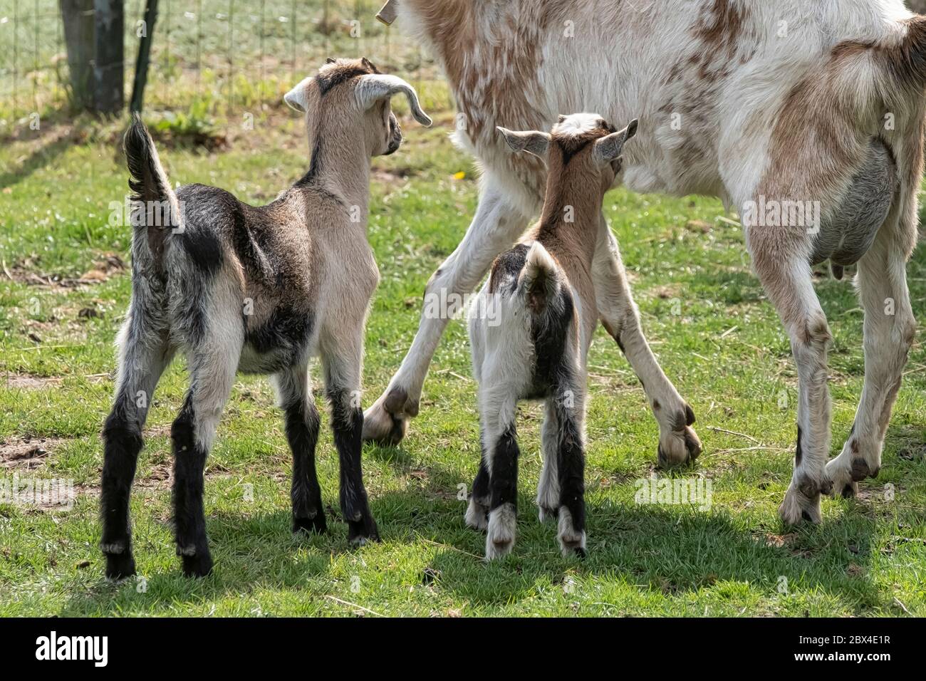 Two brown horned, brown baby goat kids, running on the spring grass, with there mother, selective focus Stock Photo