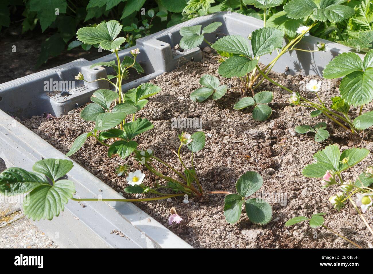 Small strawberry plants in a plastic box during spring Stock Photo - Alamy