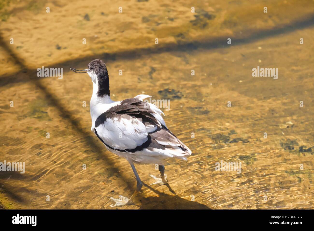 Avocet any of a genus, Recurvirostra of rather large long-legged shorebirds with webbed feet Stock Photo