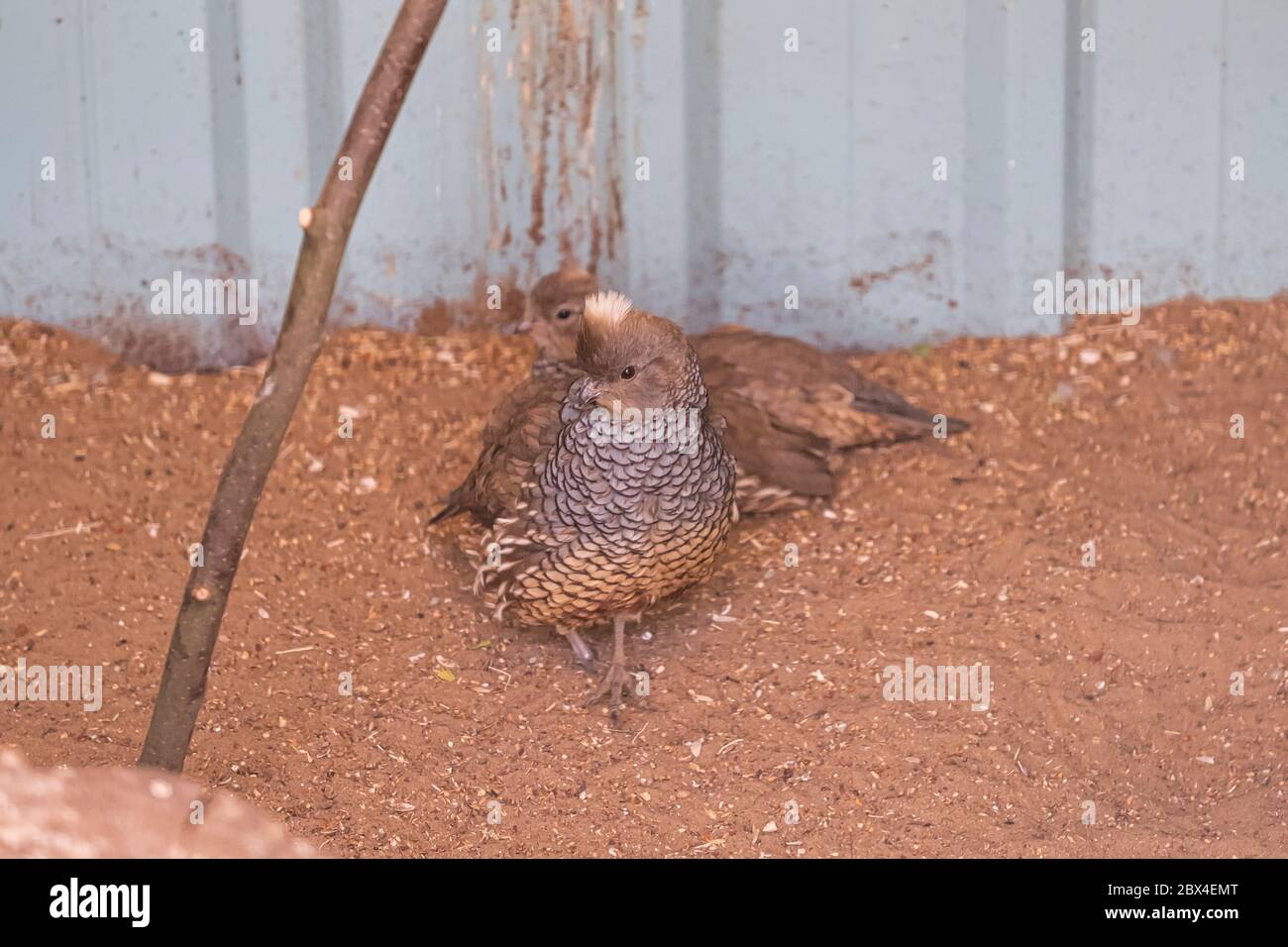 Two common Quails, Coturnix coturnix, birds in the nature habitat