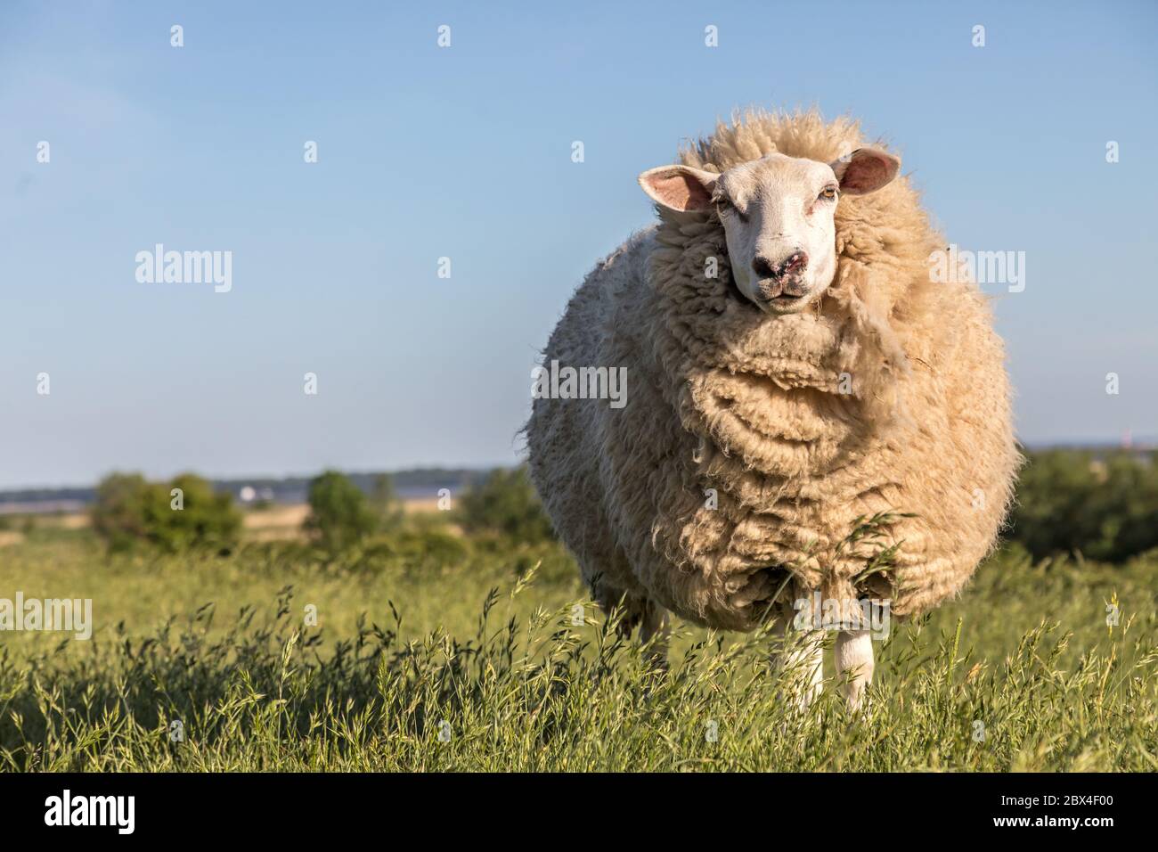 wool sheep standing on a dike Stock Photo