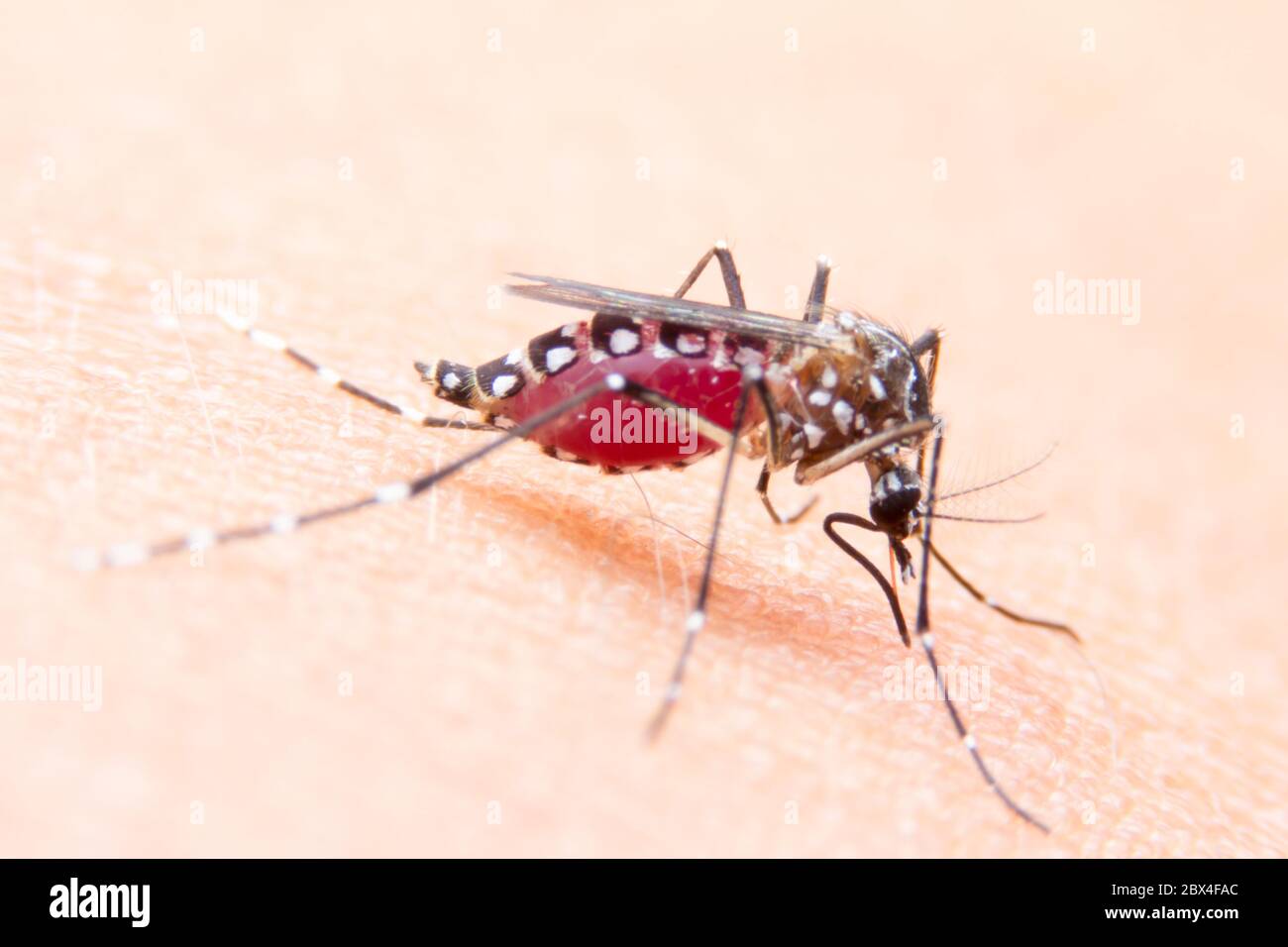 Striped mosquitoes are eating blood on human skin, Dangerous Malaria