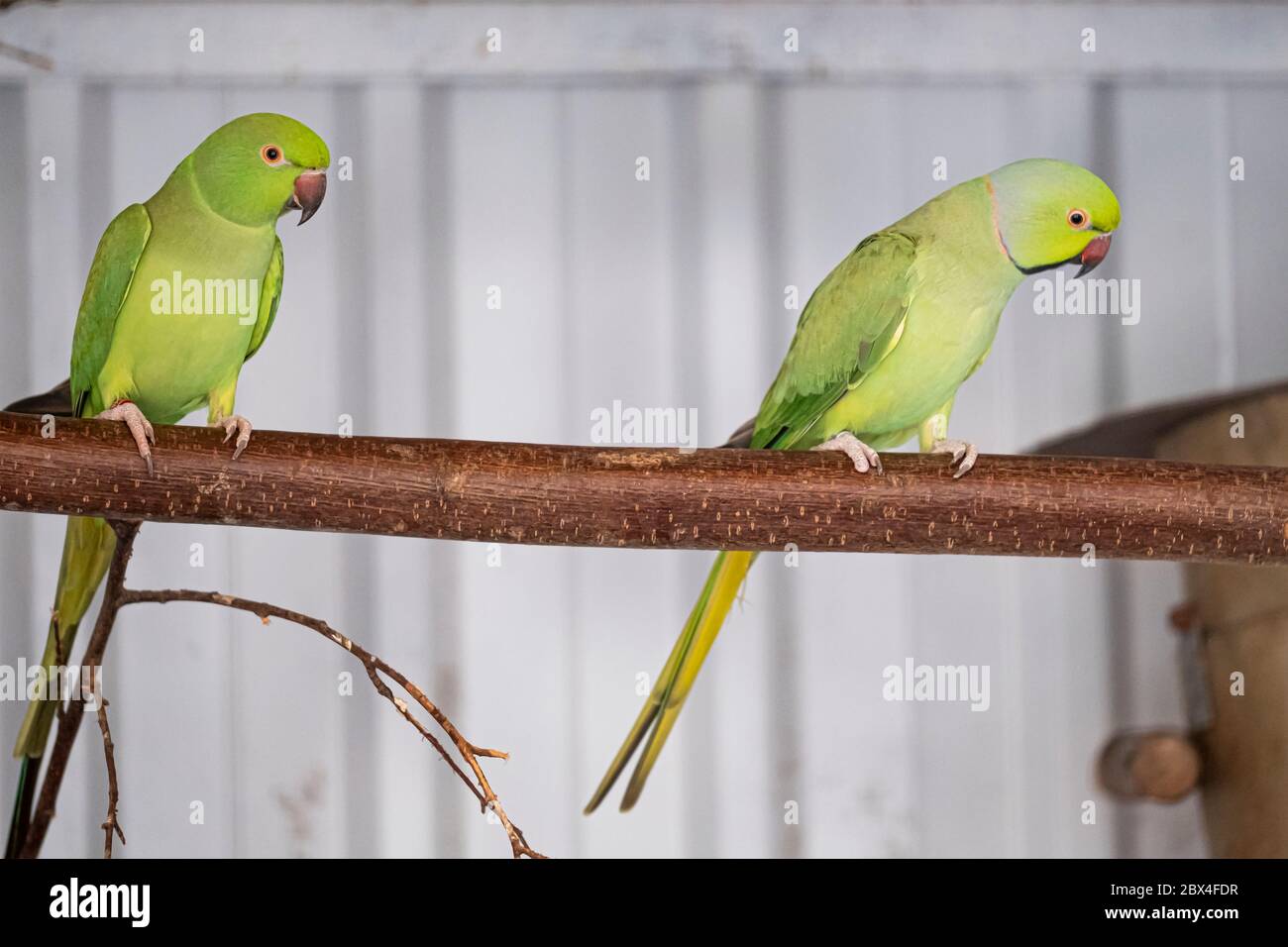 Green parakeet, red beak, sits on a branch. Selective focus Stock Photo
