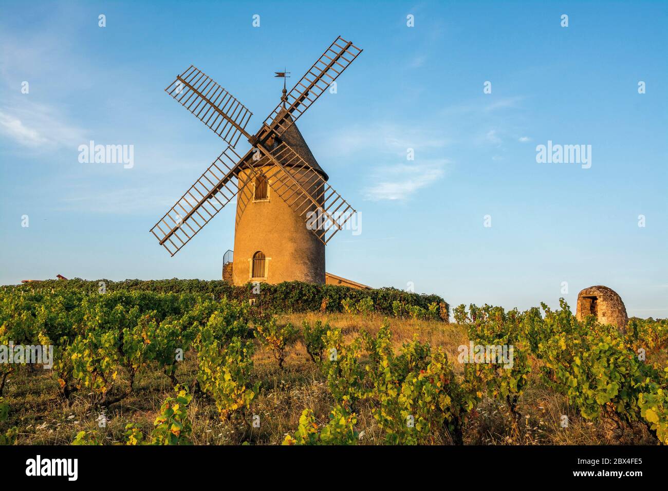 Vineyard, Moulin-a-Vent, Beaujolais wine growing area, Rhone and Saône-et-Loire, France, Europe Stock Photo
