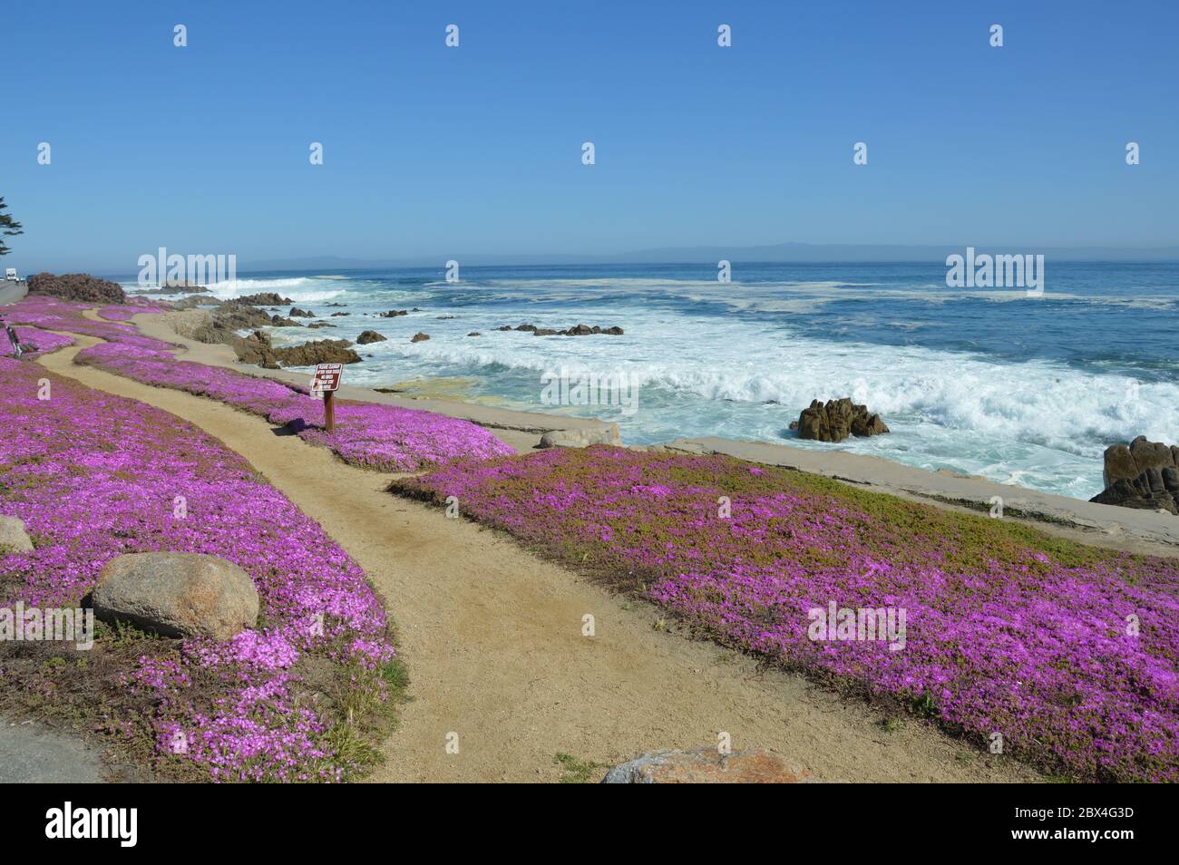 beauitful landscape with violet flowers and high ocean waves in California Stock Photo