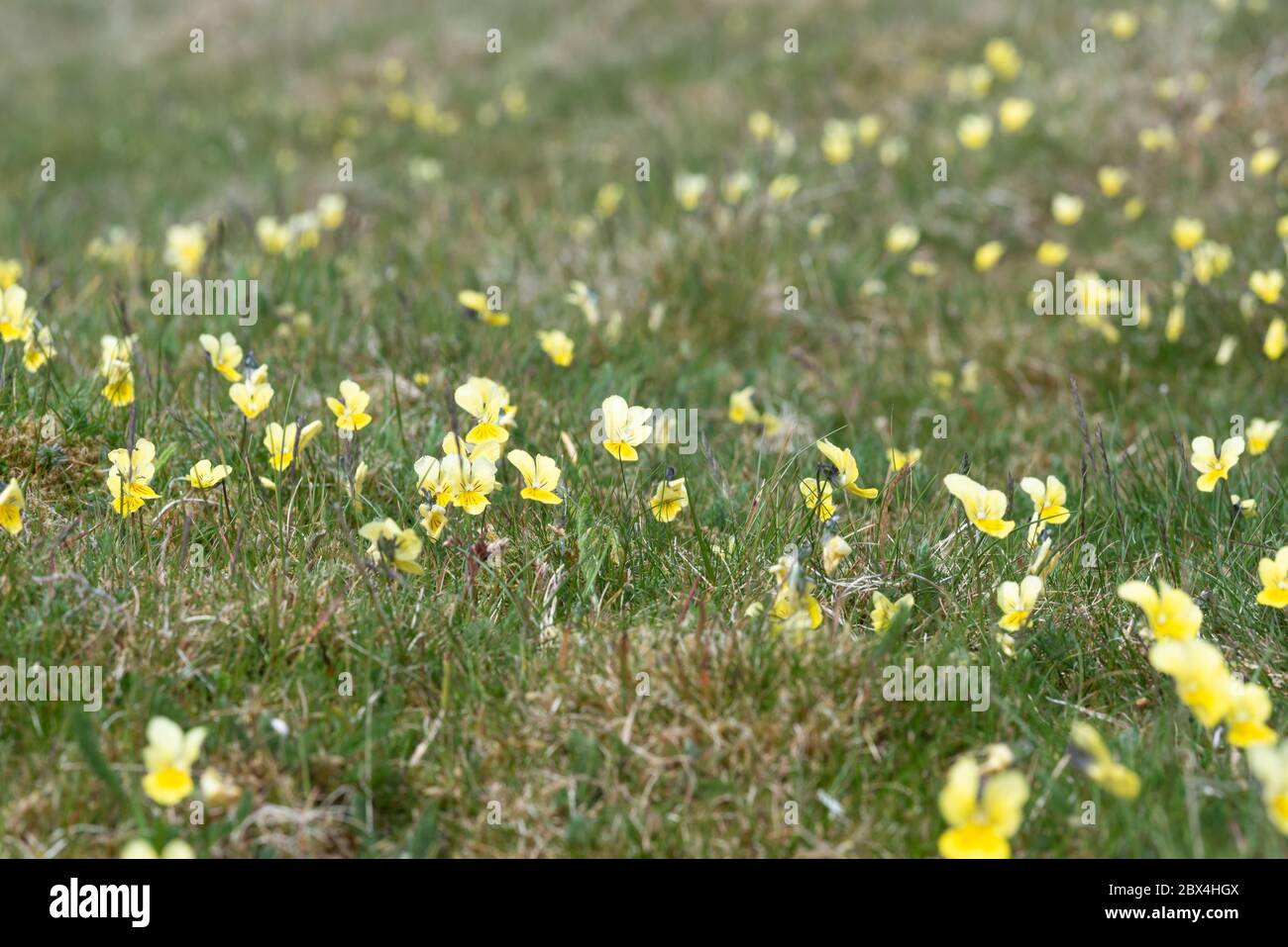 Viola lutea, mountain pansy in grassland Stock Photo