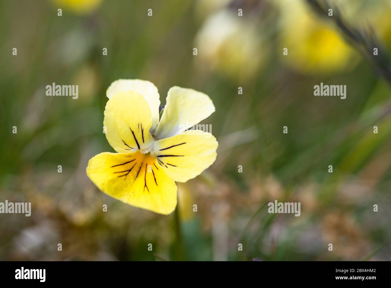 Viola lutea, mountain pansy in grassland Stock Photo