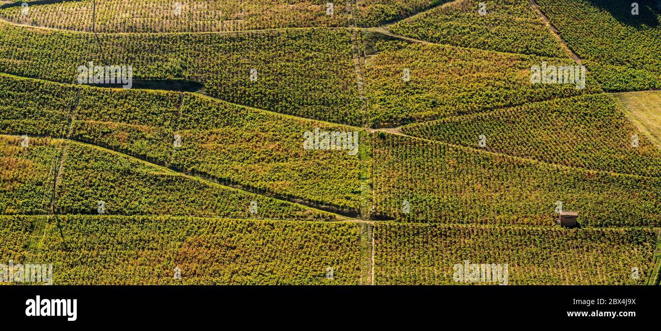 Vineyard in Beaujolais region Auvergne-Rhone-Alpes. France Stock Photo