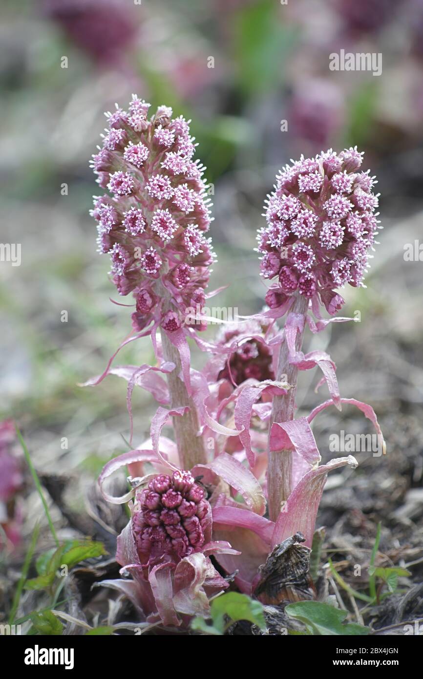 Petasites hybridus, known as  Common Butterbur, Bog Rhubarb, Devil’s Hat or Pestilence Wort Stock Photo