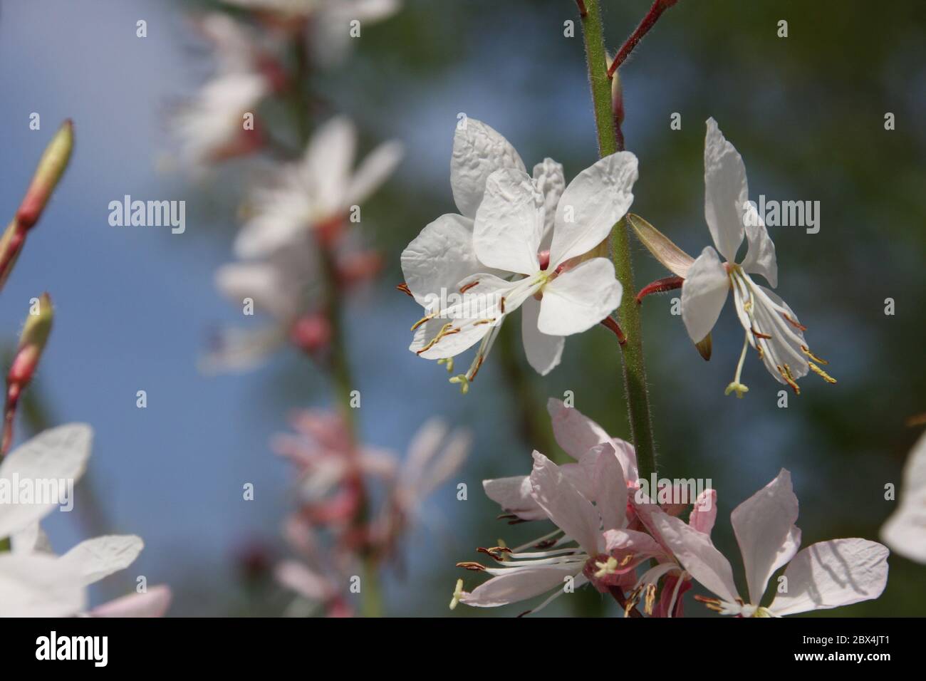 Tiny white flowers of gaura lindheimeri or whirling butterflies in the morning sun towards blue sky macro, dreamy inflorescence  in a romantic garden Stock Photo