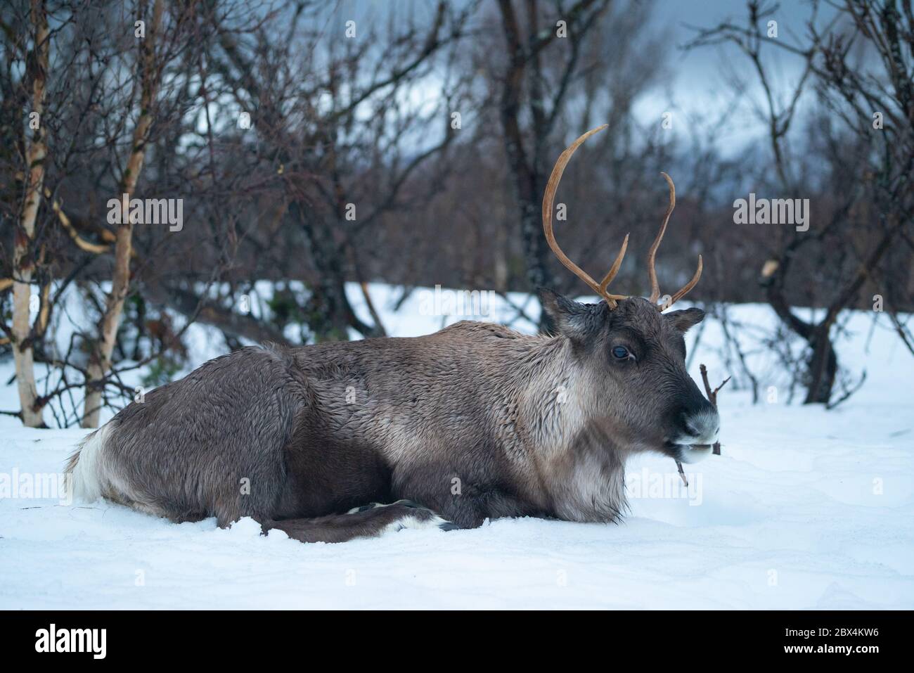 Reindeer lying in the snow in a forest in Northern Norway Stock Photo