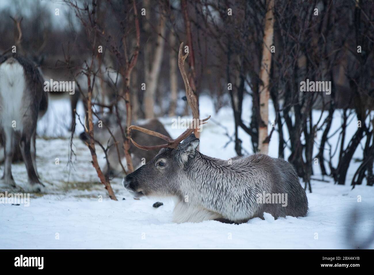 Reindeer lying in the snow in a forest in Northern Norway Stock Photo