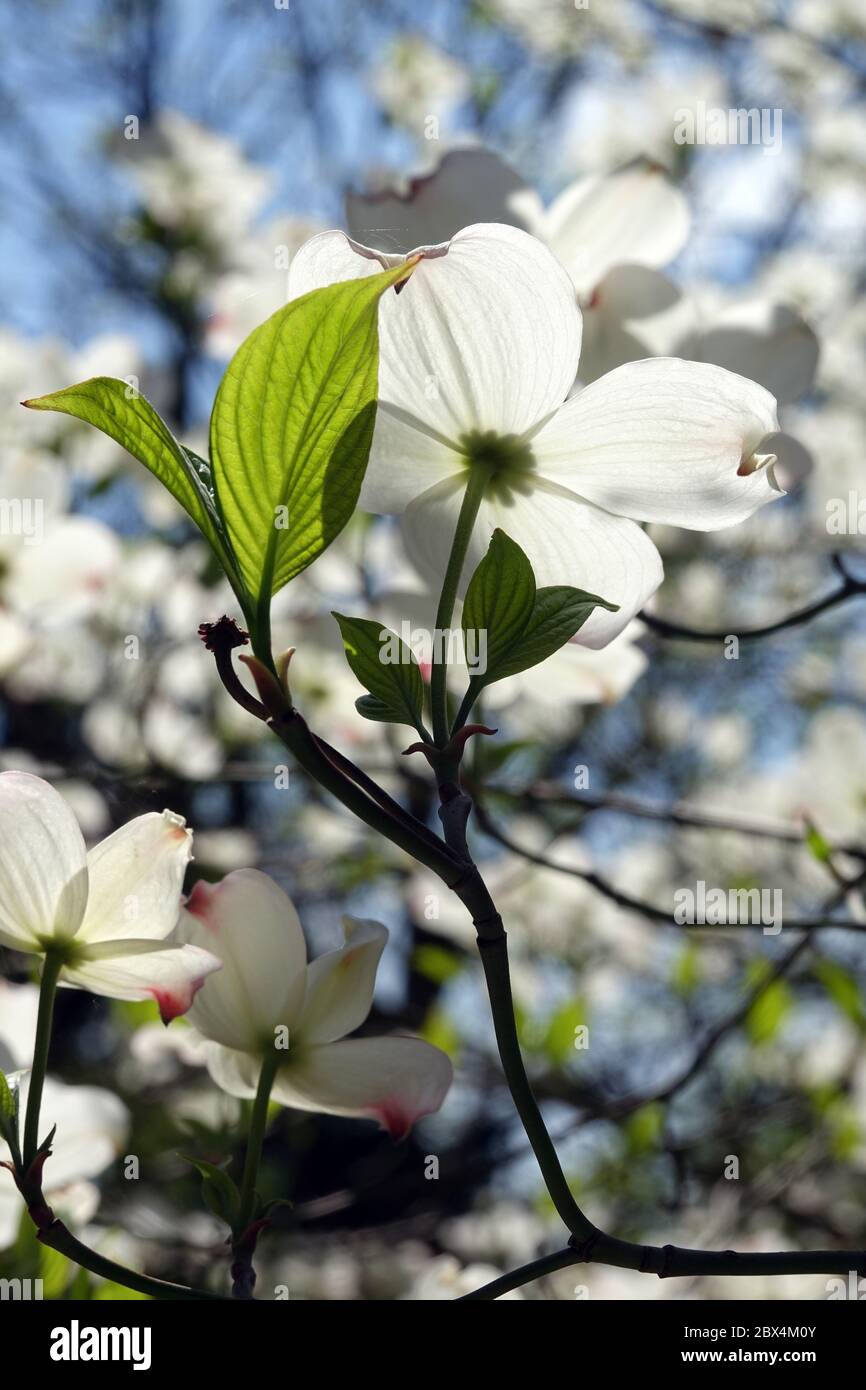 White Dogwood Cornus florida  'White Cloud' backlit flower Stock Photo
